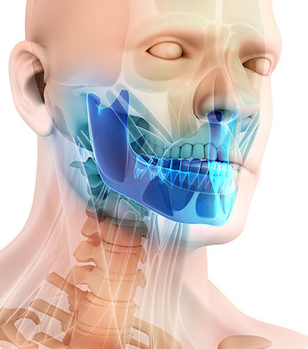illustration of human jaw structure