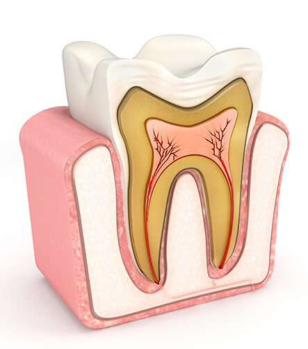 illustrative depiction of the interior of a tooth
